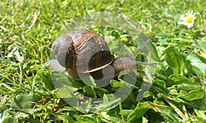 Snail pace