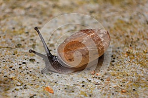 Snail pace