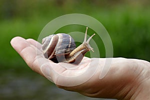 Snail on palm