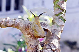 snail on a papaya tree