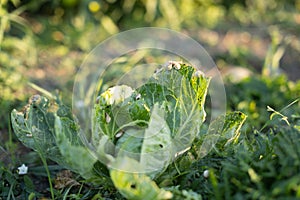 Snail parasites eat and spoil the cabbage