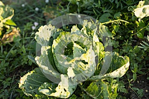 Snail parasites eat and spoil the cabbage