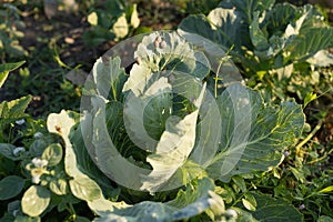 Snail parasites eat and spoil the cabbage