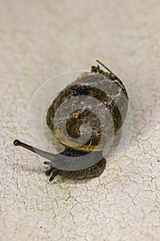 Snail with patterned brown shell