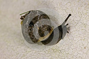 Snail with patterned shell