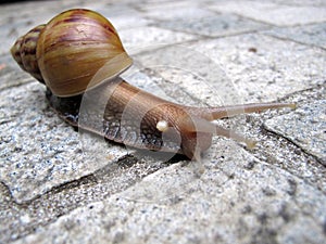 Snail on Pavement