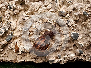 Snail on Pebble Dashed Wall