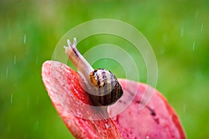 Snail Peeking At Rain