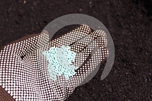 Snail pellets in a hand with gloves