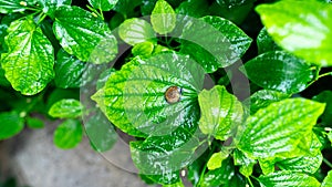 A snail perched on Wildbetal leafbush leaf.