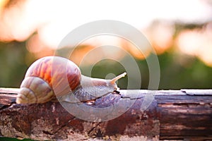 A Snail Perched On A Wood