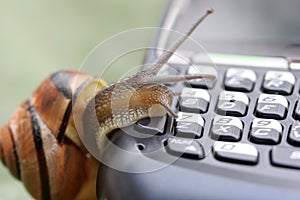 Snail on the phone