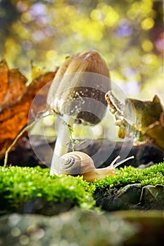 Snail