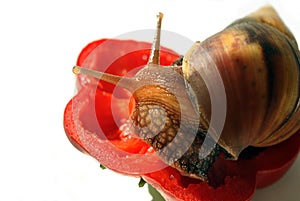The snail is on a piece of fresh red pepper. White background. Close-up.