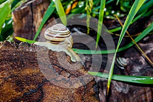 Snail on piece of old wood, natural background with gastropod