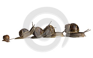 Snail Pile-Up