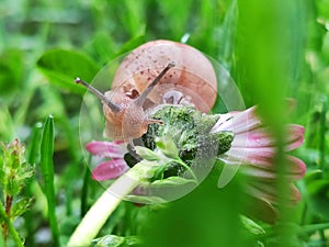 Snail on the pink flower macro closeup