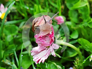 Snail on the pink flower macro closeup