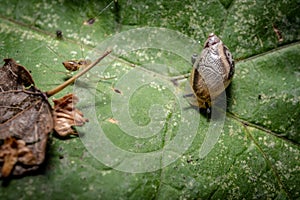 Snail on a plant