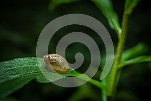 Snail on a plant