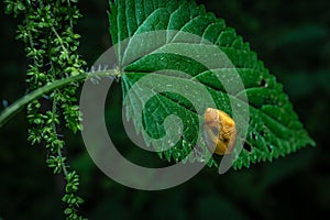 Snail on a plant