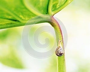 Snail on a Plant Stem