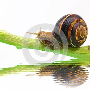 Snail on plant stem