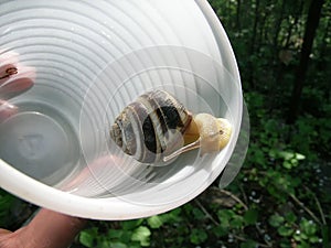 The snail in a plastic