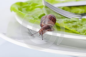 Snail in the plate