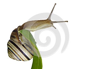 Snail. png.