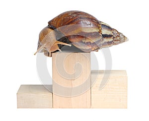 Snail on podium