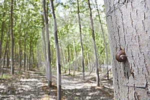 Snail on poplar forest