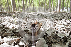 Snail on poplar forest