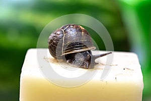 Snail posing for photograph on candle photo
