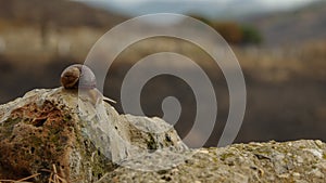 Snail on the post beside road