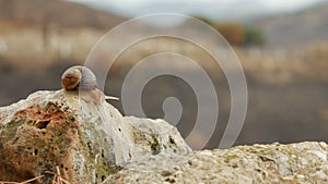 Snail on the post beside road