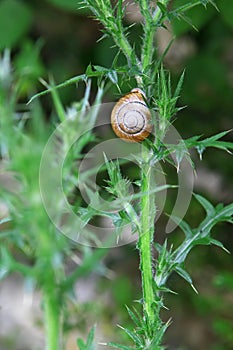 Snail on prickle