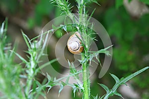 Snail on prickle