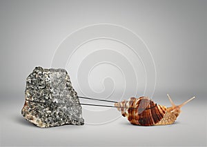 Snail pulling big stone, slowly persistence concept photo