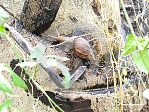 Snail on the pursuit of happiness mission