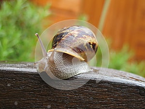 Snail