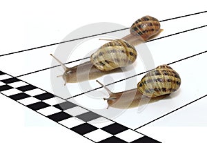 Snail race Petit-gris (helix aspersa) isolated