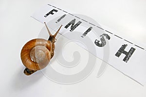 Snail racing