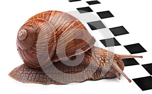 Schnecke rennen 