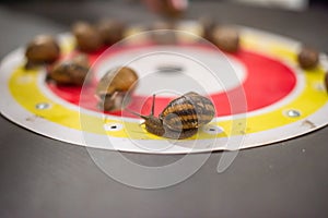Snail racing. Red-yellow circles of the competition field