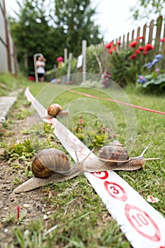 Snail racing. Three snails racing towards red finish line photo