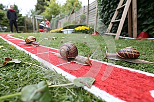 Snail racing. Three snails racing towards red finish line photo