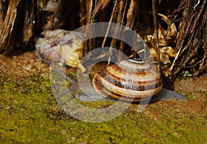 Snail after the rain