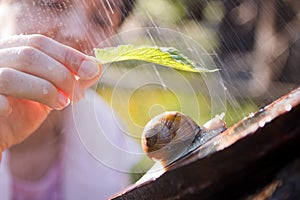 Snail in the rain