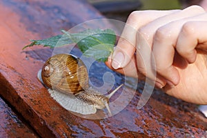 Snail in the rain